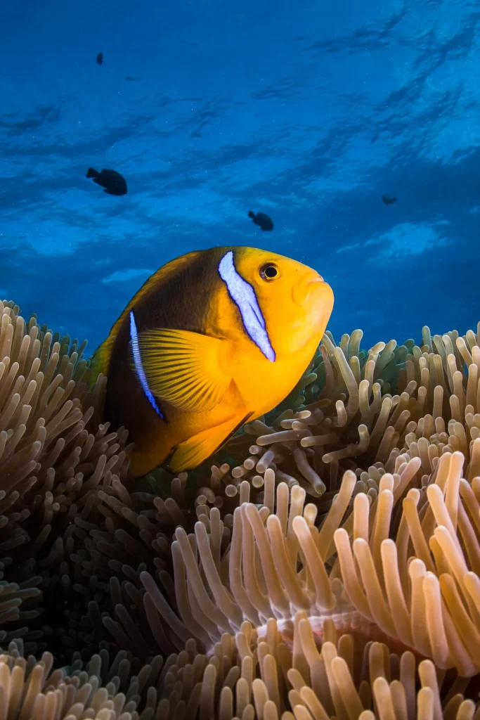 Fish observation © Grégory Lecoeur