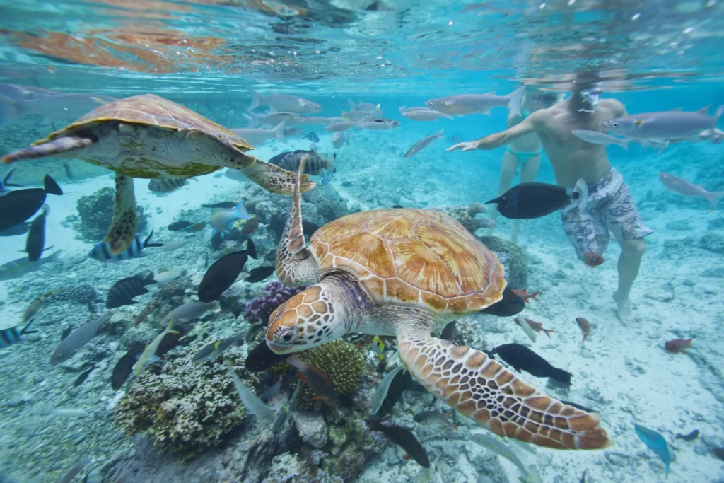 Turtle watching © Tahiti Tourisme