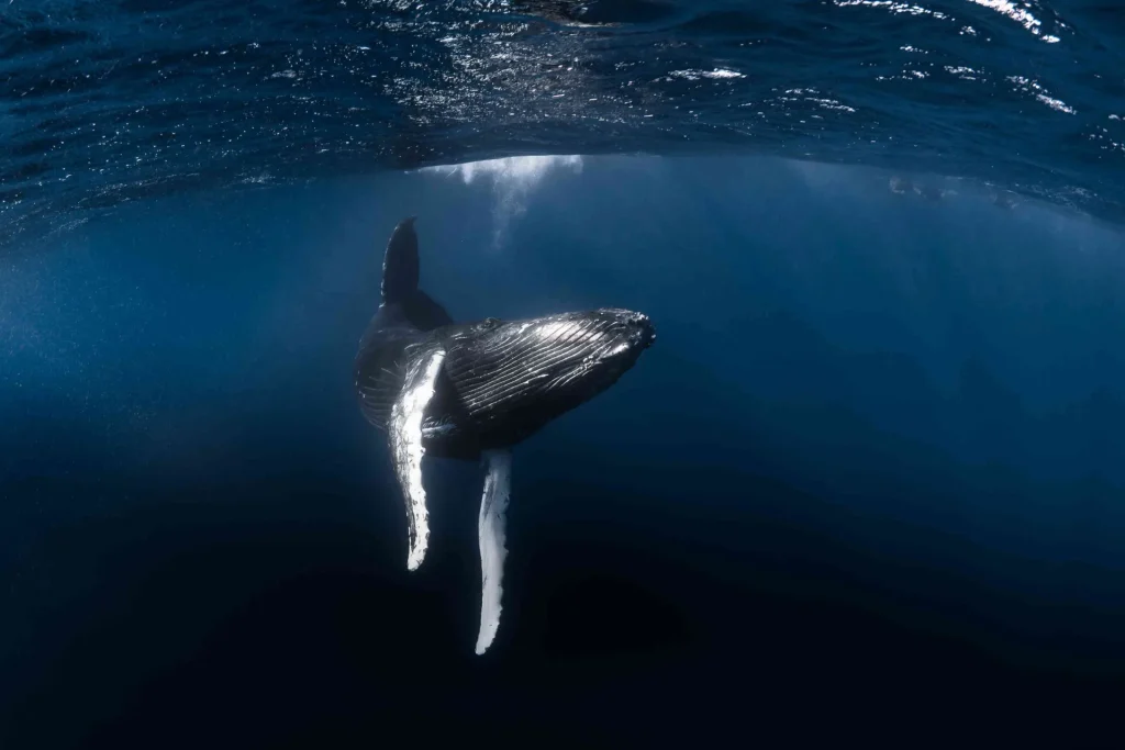 Watch a whale in Polynesian waters© Grégory Lecoeur