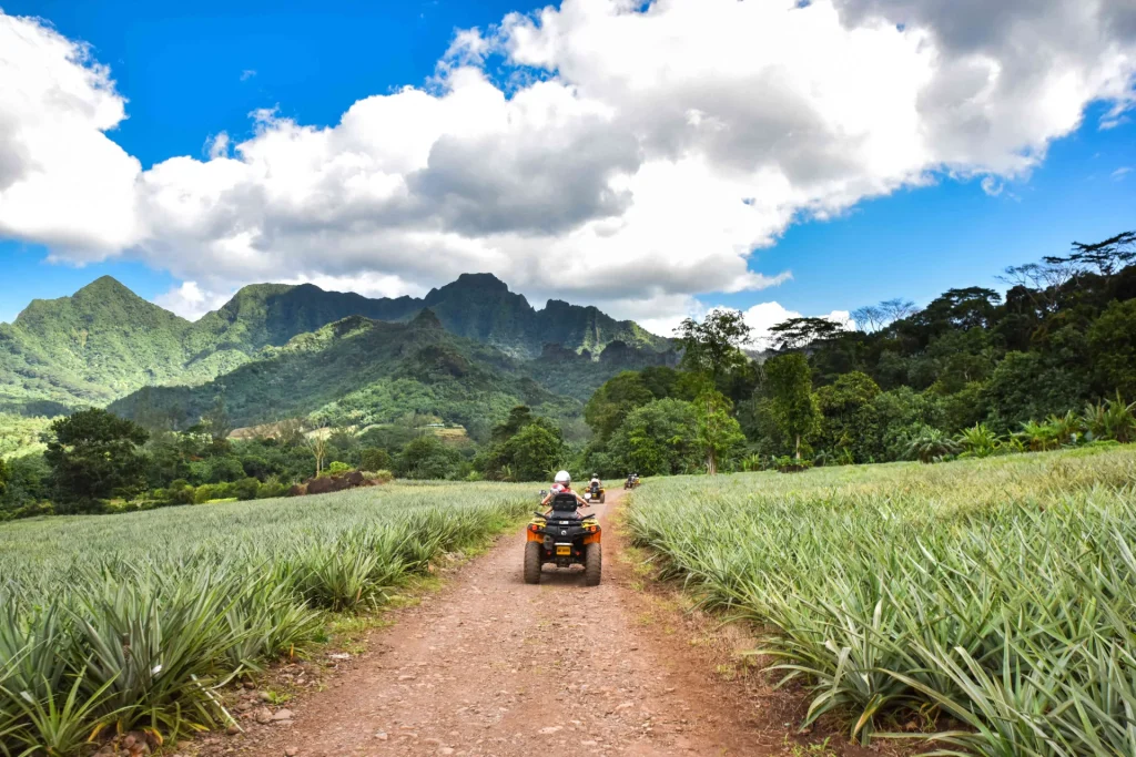 Quad bike ride through pineapple fields © Stéphane Mailion Photography