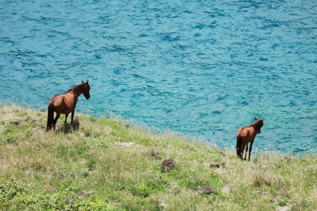 Chevaux sauvages de l'île de Ua Huka © Tahiti Tourisme