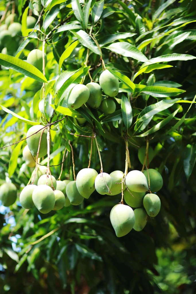 Ua Huka's mangoes © Tahiti Tourisme