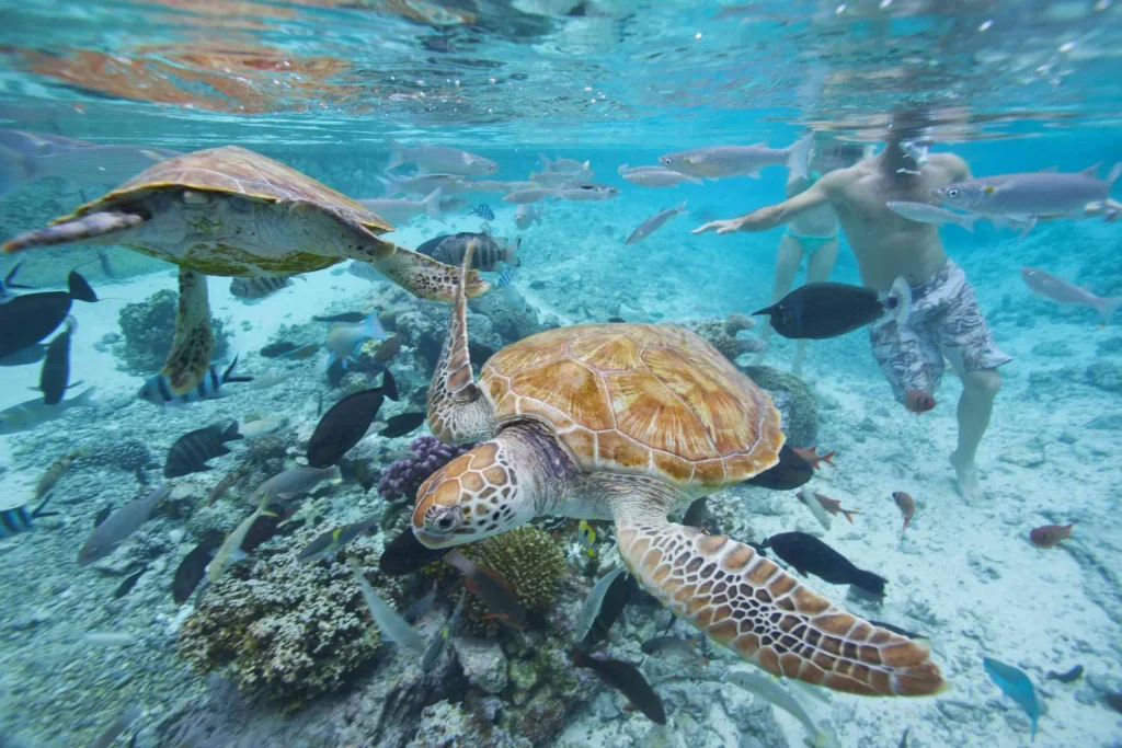Diving with turtles and fish c Tahiti Tourisme
