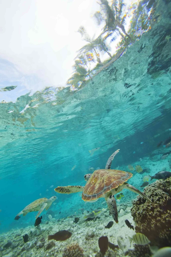 Une tortue qui nage c Tahiti Tourisme