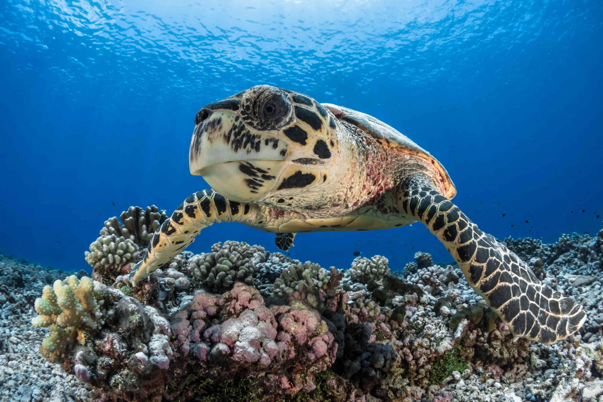 Swimming with the turtles - Tahiti Tourisme