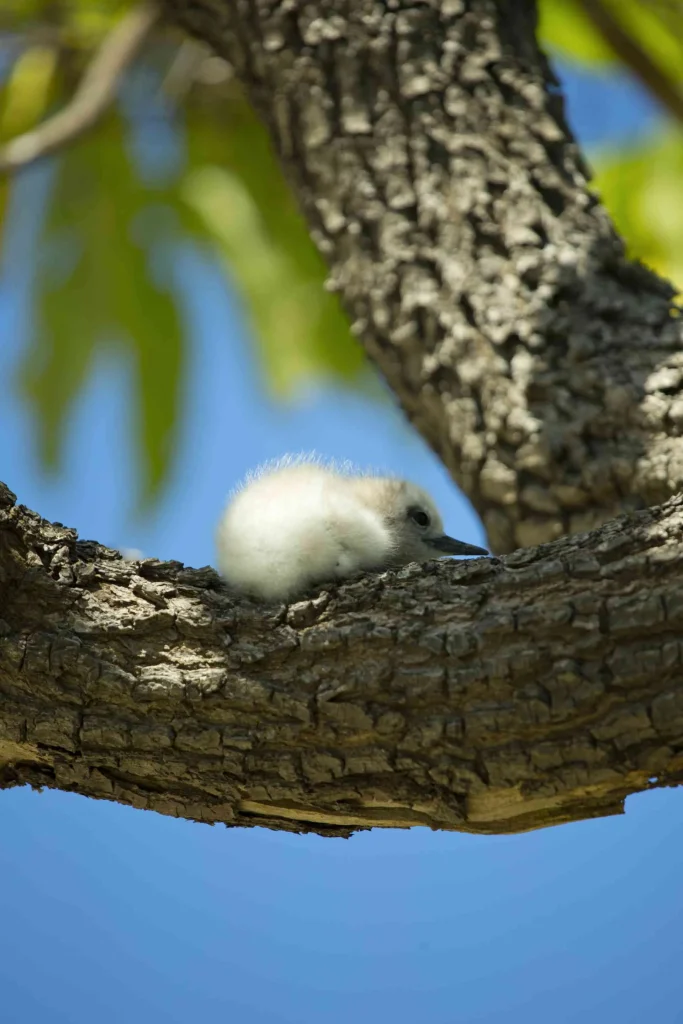 Tikehau bird © Tahiti Tourisme