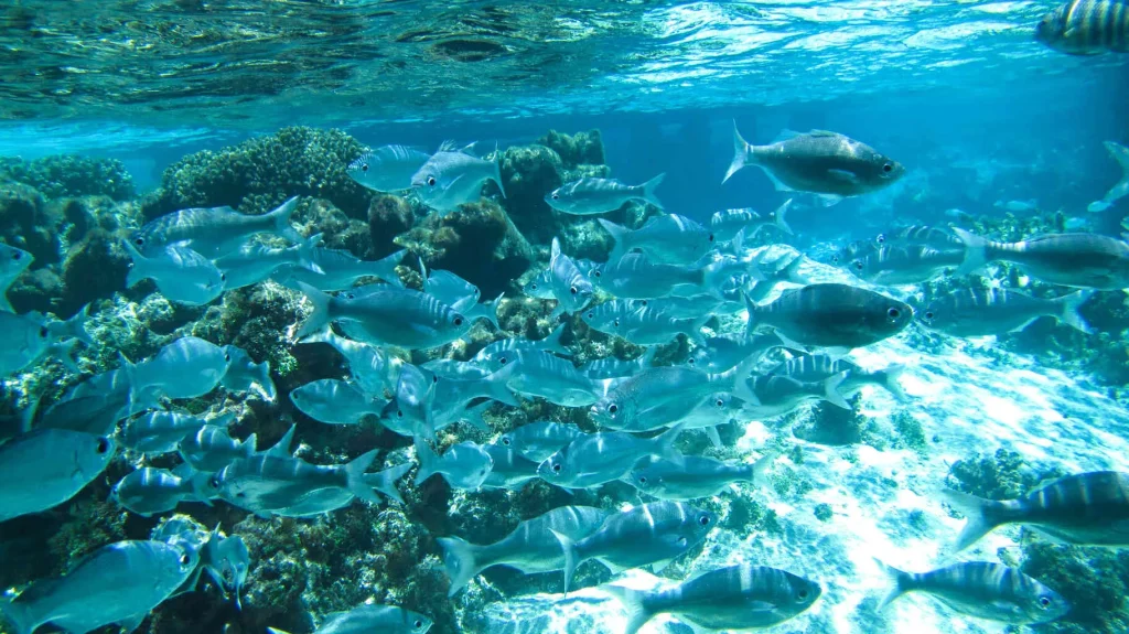 School of fish in the lagoon © Tahiti Tourisme