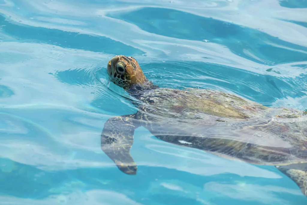 A turtle pops its head out of the water c Tahiti Tourisme