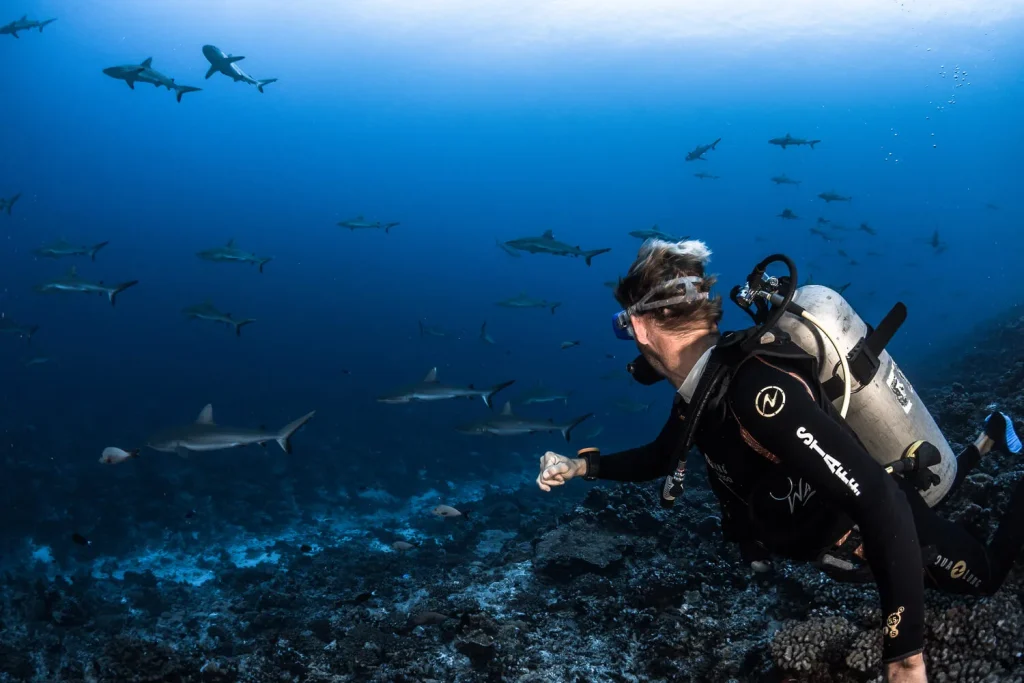 Plongée au Mur de requins © Grégory Lecoeur