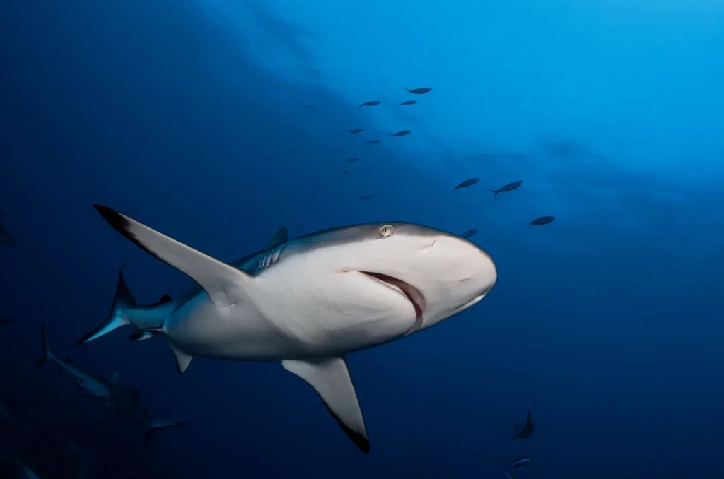 Shark diving © Frédérique Legrand