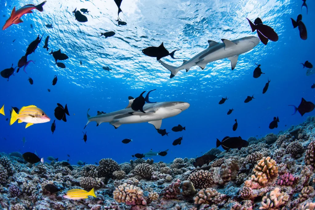 Plongée avec des requins et des des poissons © Grégory Lecoeur