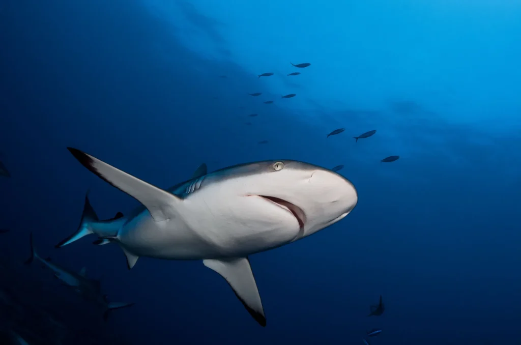Shark diving © Frédérique Legrand