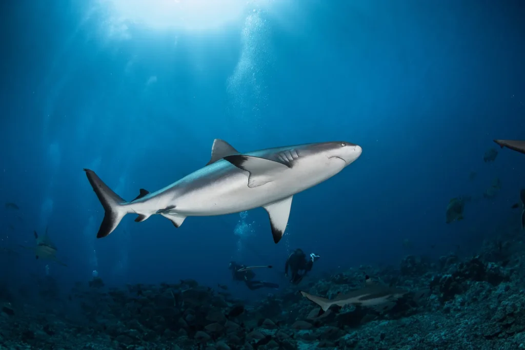 Plongée avec les requins © Grégory Lecoeur