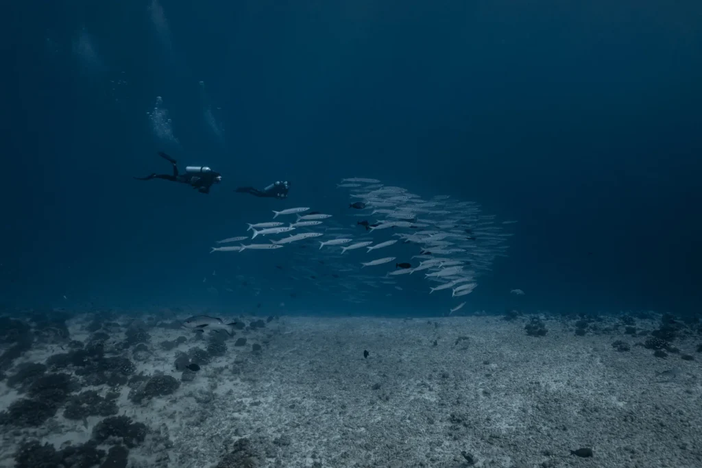 Plongée avec un banc de barracudas © Alexandre Voyer