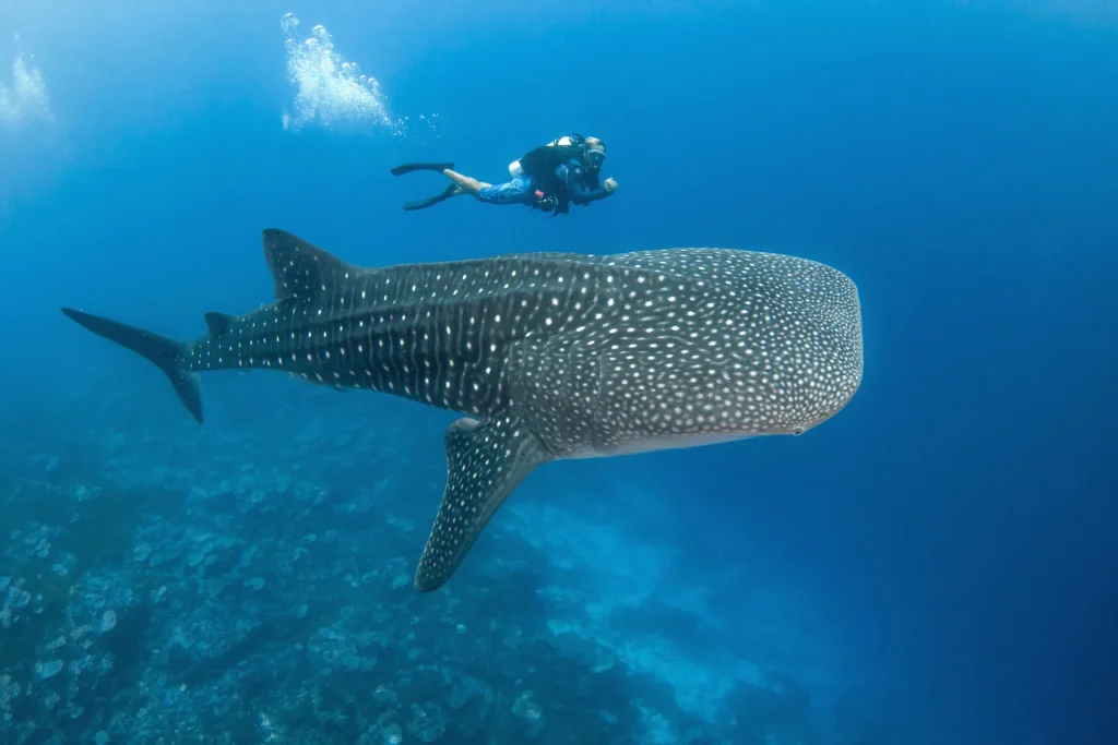 Diving with a whale shark © Bernard Beaussier