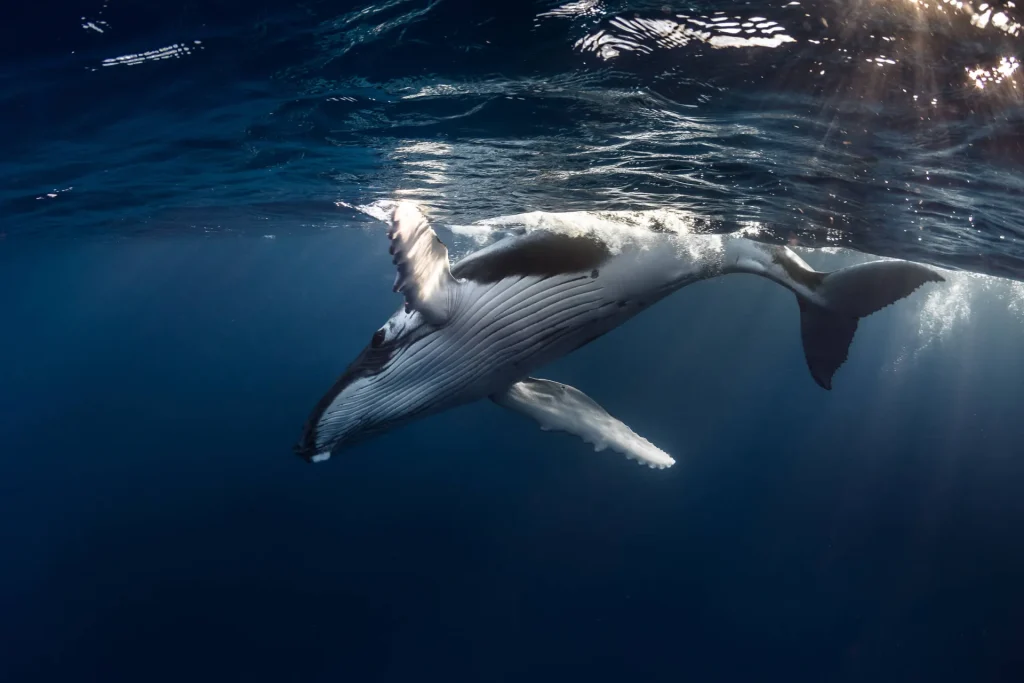 Plongée avec une baleine © Grégory Lecoeur