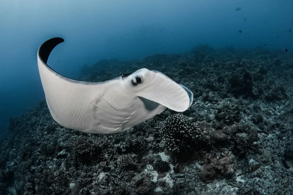 Diving with a manta ray © Grégory Lecoeur