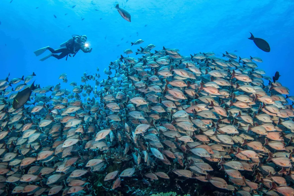 Diving in Rangiroa© Bernard Beaussier