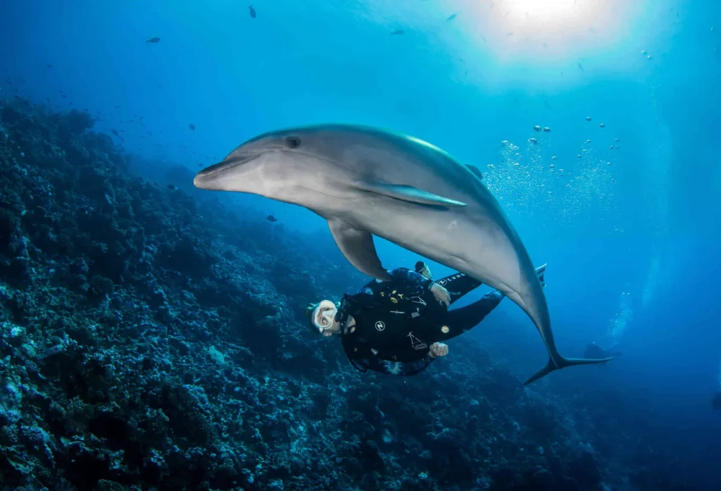Diving with a dolphin© Bernard Beaussier