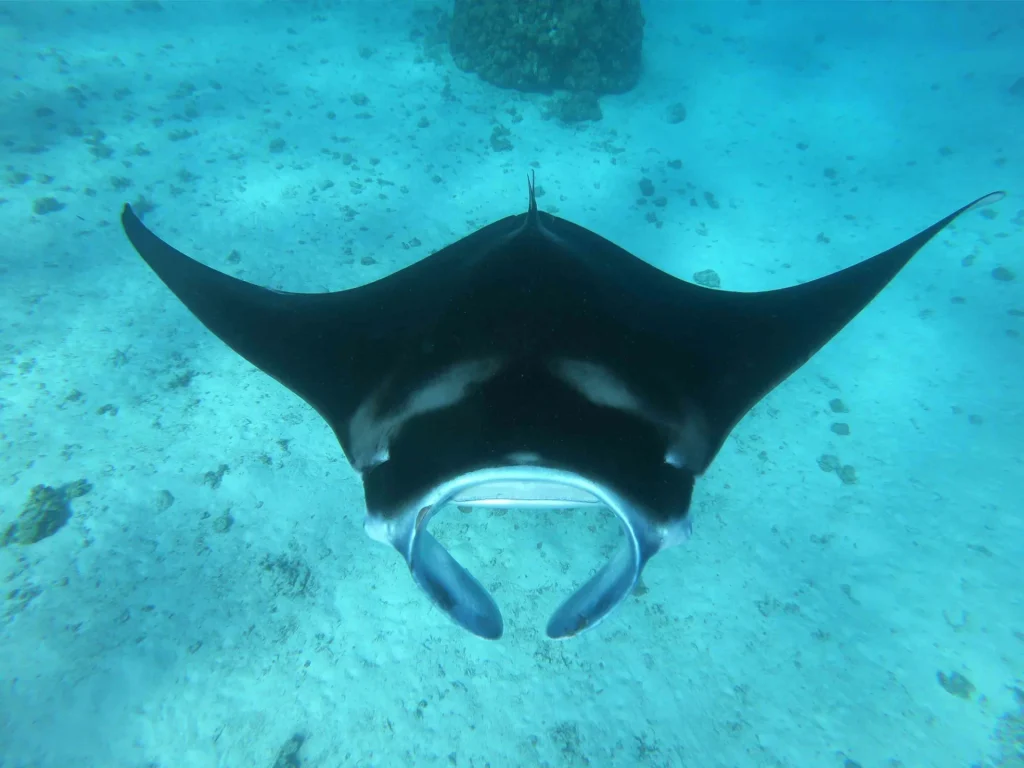 Manta ray © Denis Grosmaire