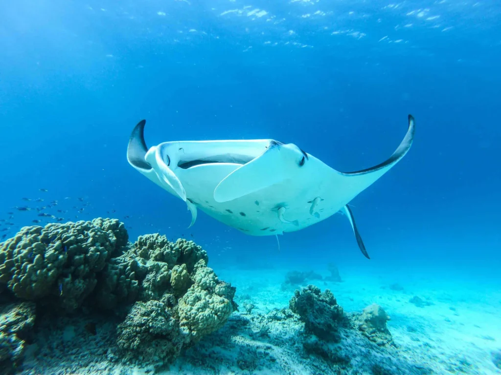 Manta ray © Denis Grosmaire