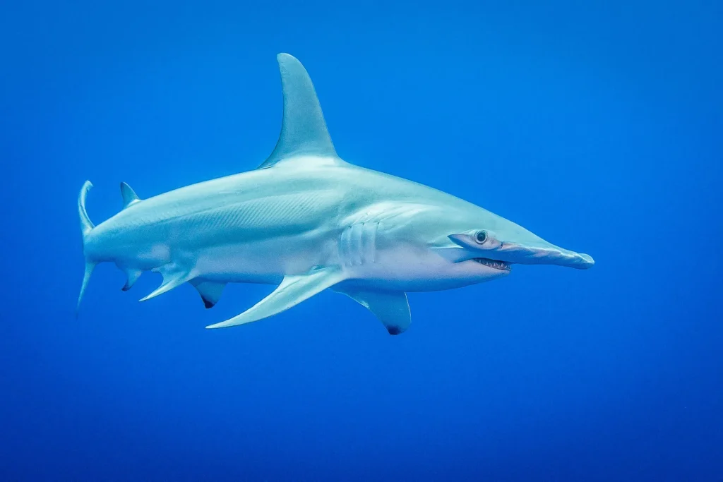 Requin marteau © Bernard Beaussier