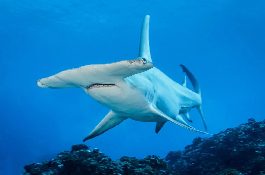 Hammershark © Bernard Beaussier