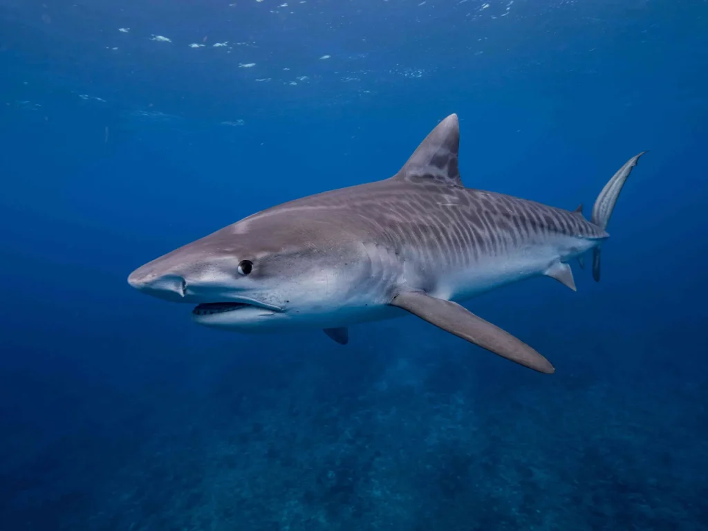 Tiger shark © Denis Grosmaire