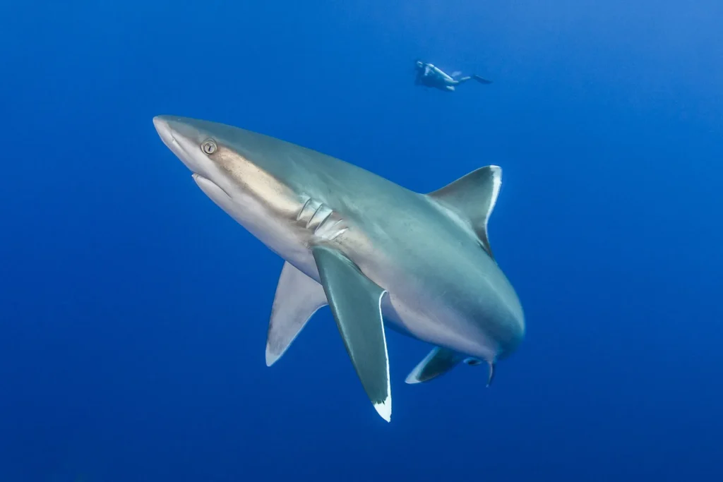 Reef sharks © Bernard Beaussier