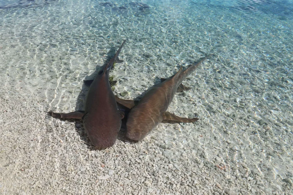 Sleeper sharks © Bernard Rubinstein