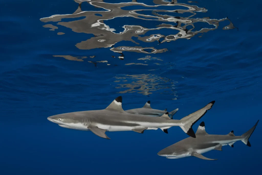 Requins pointe noire © Grégory Lecoeur