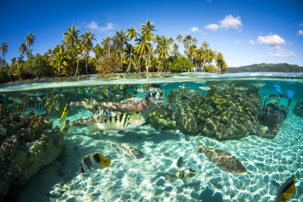 Session snorkelling en compagnie de poissons ©_David Kirkland