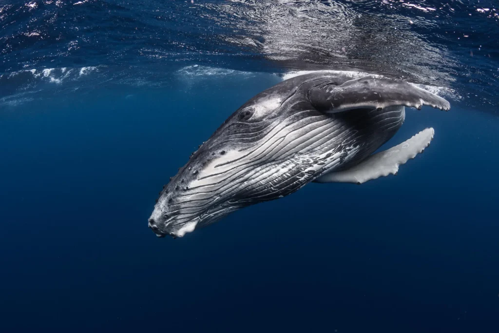 Sublime sight of a whale © Grégory Lecoeur