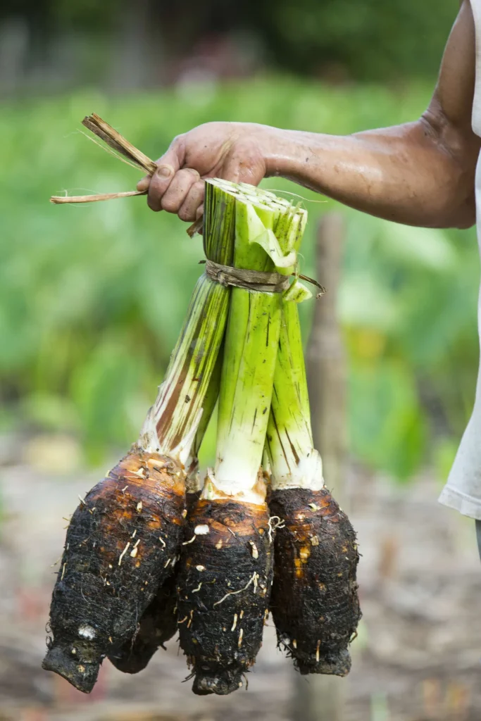 Taro in Rurutu © Tahiti Tourisme