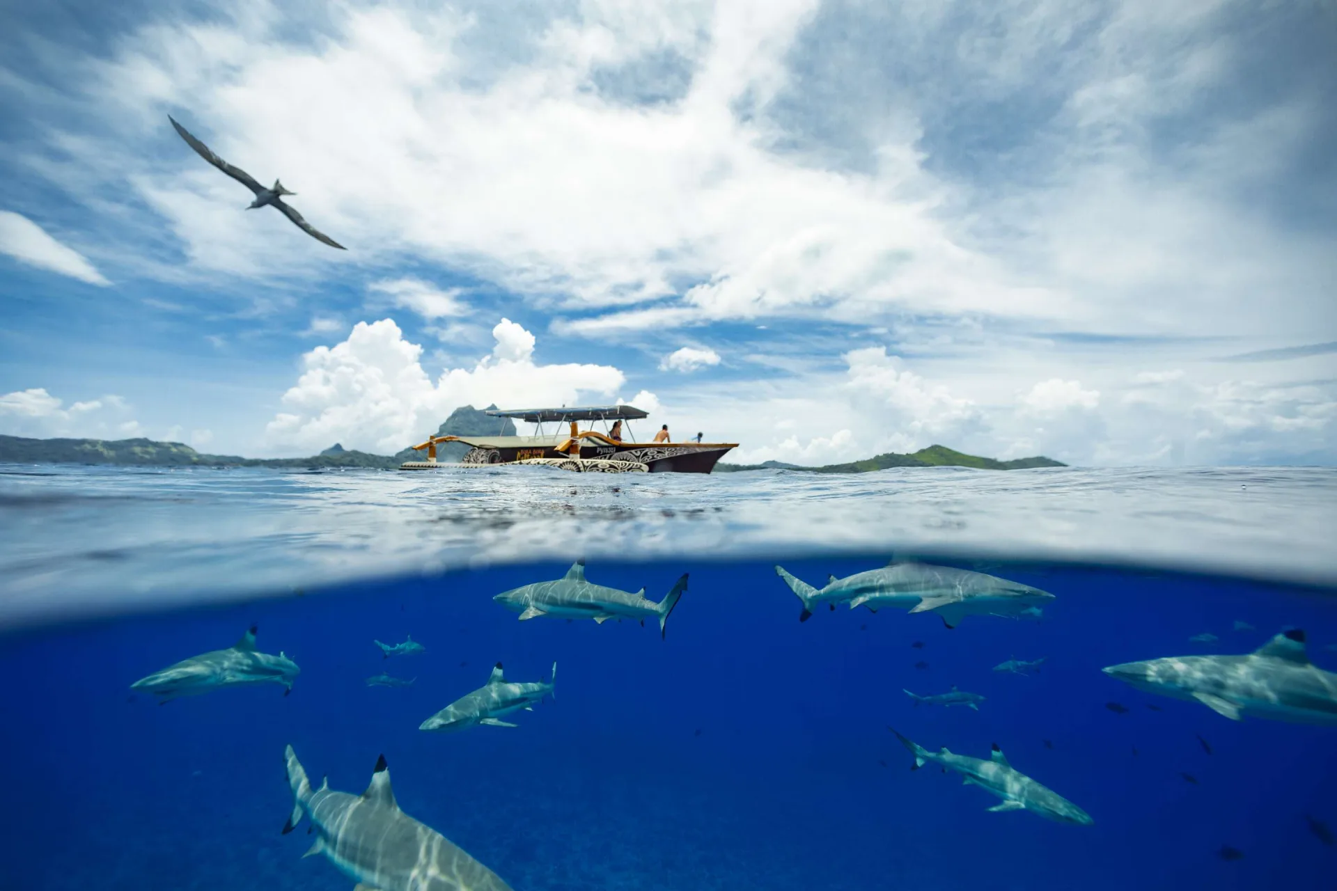 ボラボラ島のダイビングとスノーケリングスポット - Tahiti Tourisme