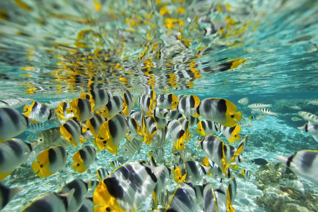 A school of fish © Tahiti Tourisme