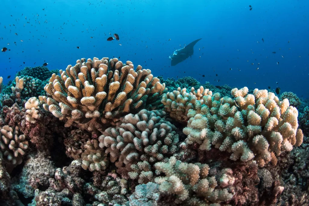 Un massif corralien avec une raie manta en fond © Grégory Lecoeur