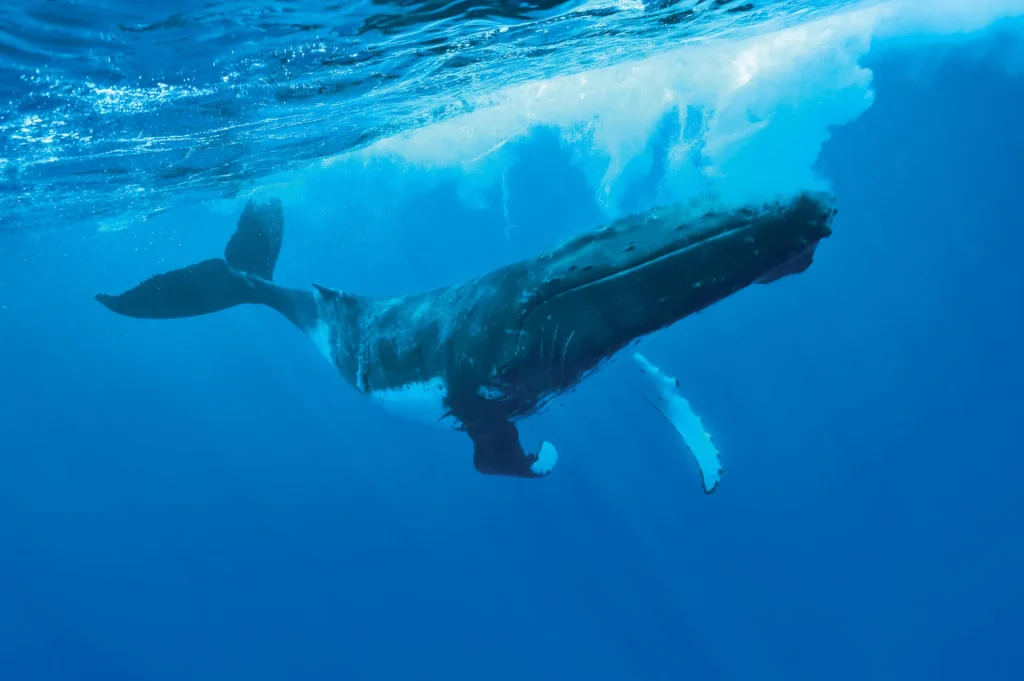 Une majestueuse baleine © Grégoire Le Bacon