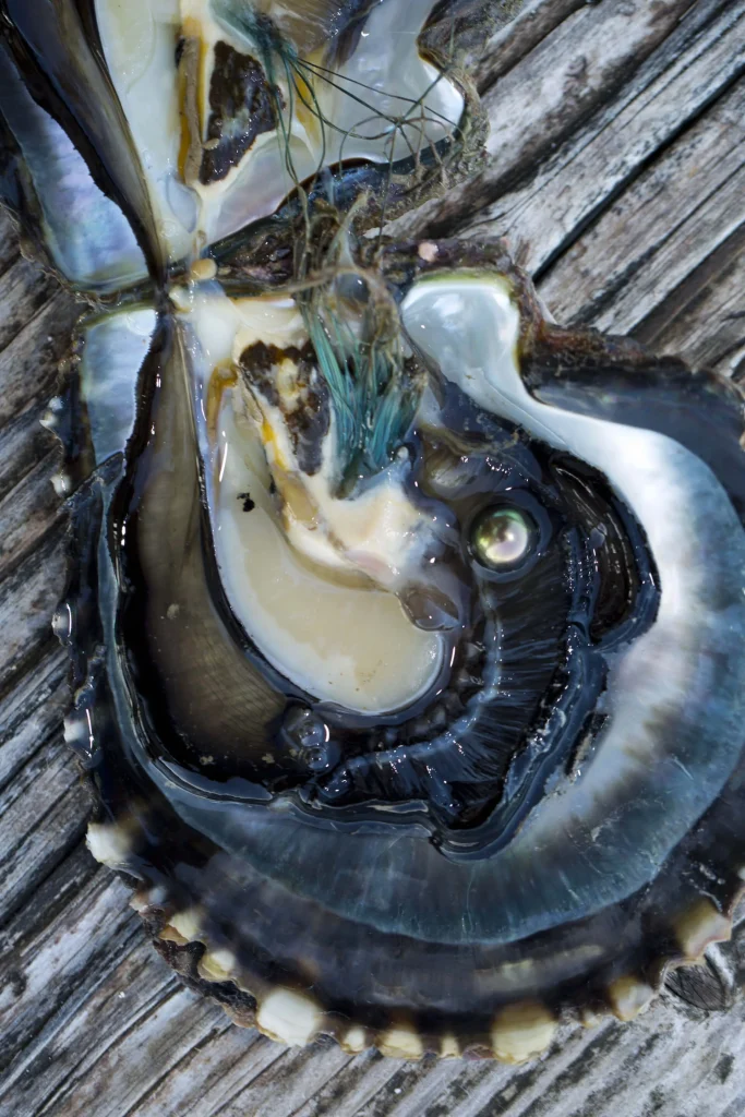 An open mother-of-pearl with its pearl © Tahiti Tourisme