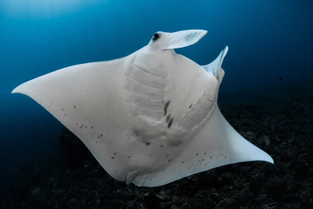 A manta ray © Grégory Lecoeur