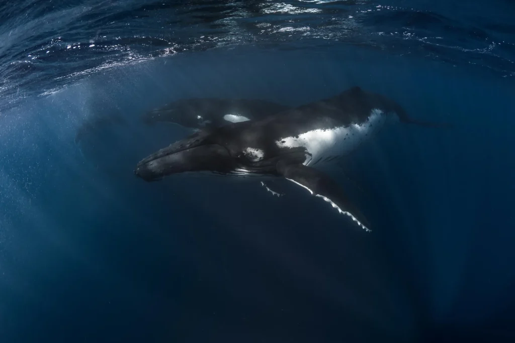 Vue sur des baleines © Grégory Lecoeur