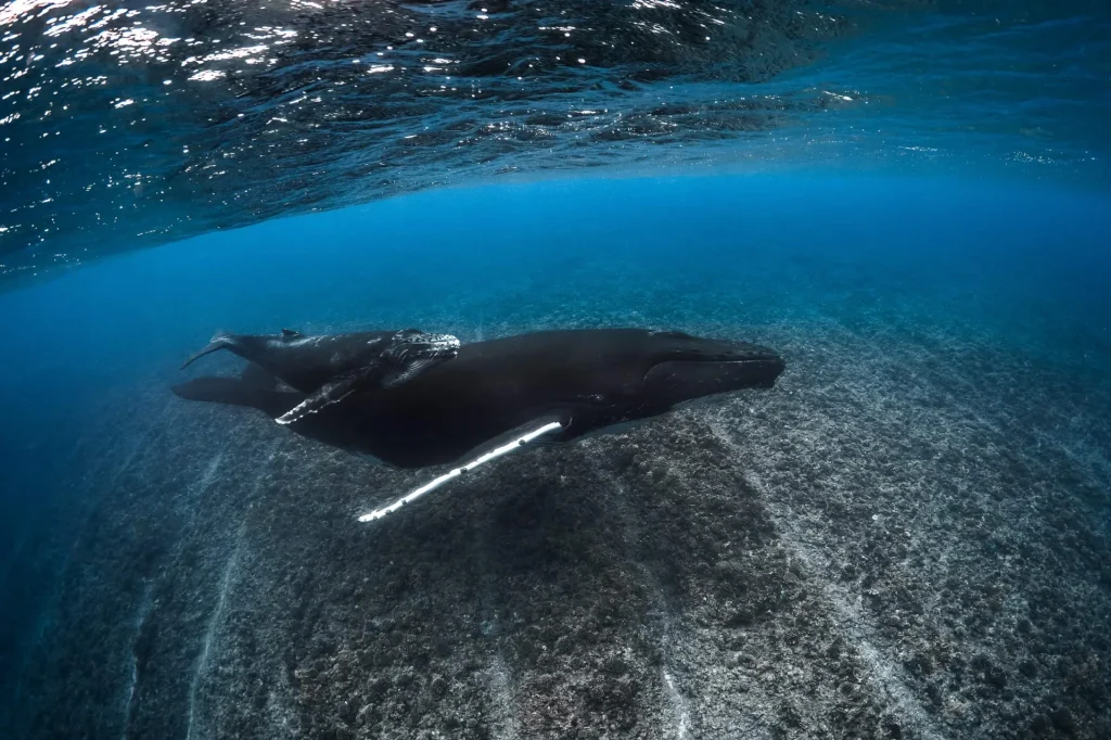 View of a whale and its calf © Grégory Lecoeur