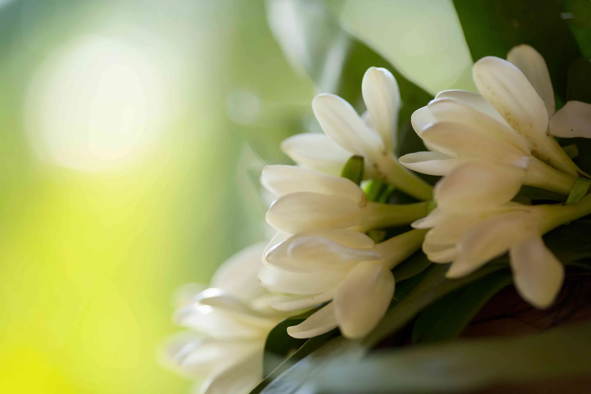 Tahitian Gardenia - Tahiti Tourisme