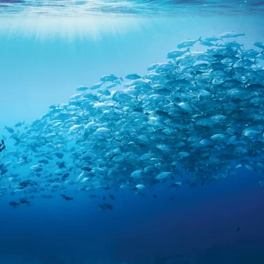 Tikehau, nagez parmi les bancs de poissons