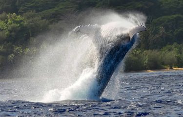 Escapade à Tahiti
