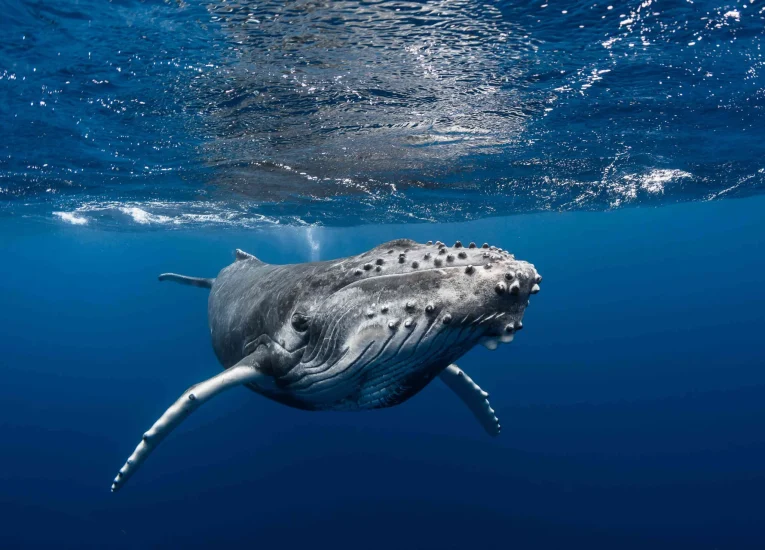 Observer les baleines lors de la saison © Grégory Lecoeur