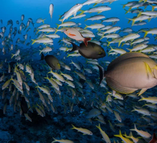 Nature sauvage et préservée