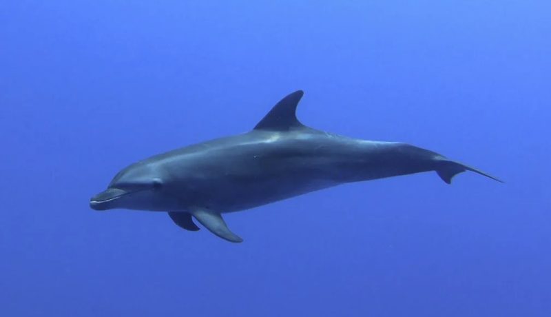 TOUT INCLUS + SUR-MESURE : Découverte des Tuamotu