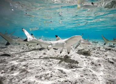 Expédition Plongée Tuamotu – Rangiroa, Fakarava & Tikehau