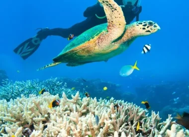 Expédition Plongée Tuamotu – Rangiroa, Fakarava & Tikehau